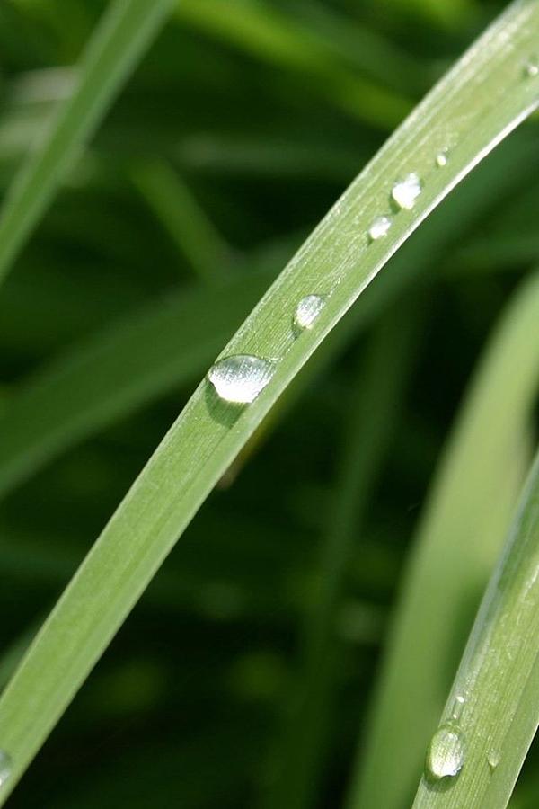 Water Drop Photograph By Spartacus Mori - Fine Art America