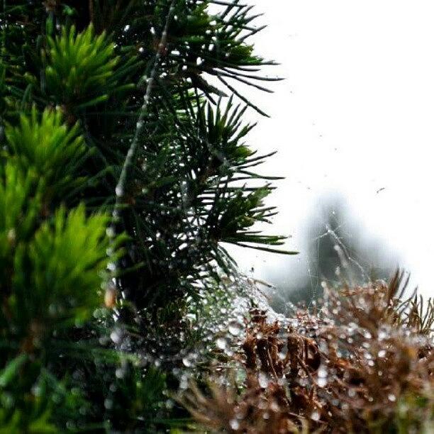 Tree Photograph - Water Droplerd. Beautiful! #water by Becca Watters