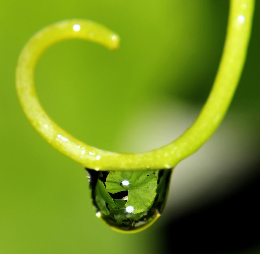 Water Droplet on Grapevine II Photograph by Robert Morin