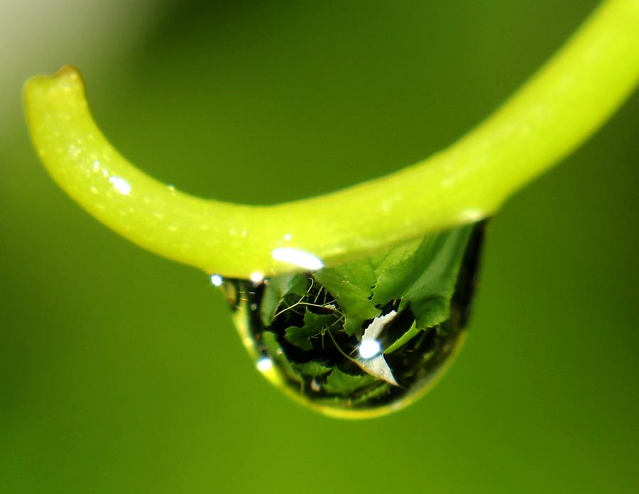 Water Droplet on Grapevine Photograph by Robert Morin