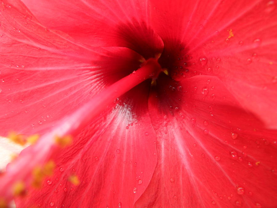 Water droplets on Flower Photograph by Annelly Wightman - Fine Art America