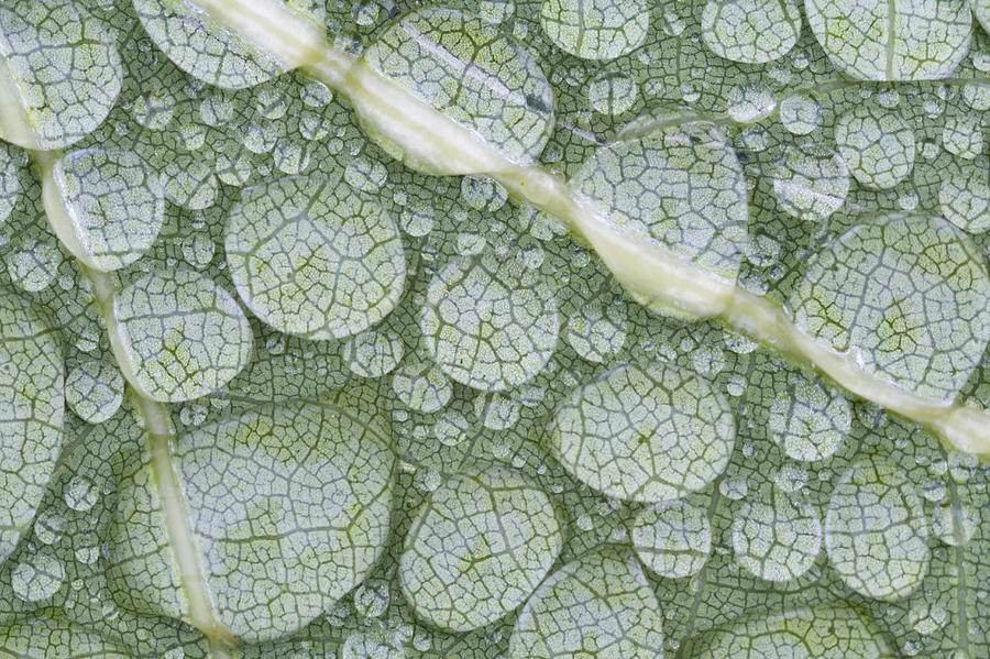 Water Droplets On Leaf, Annapolis Photograph by Scott Leslie