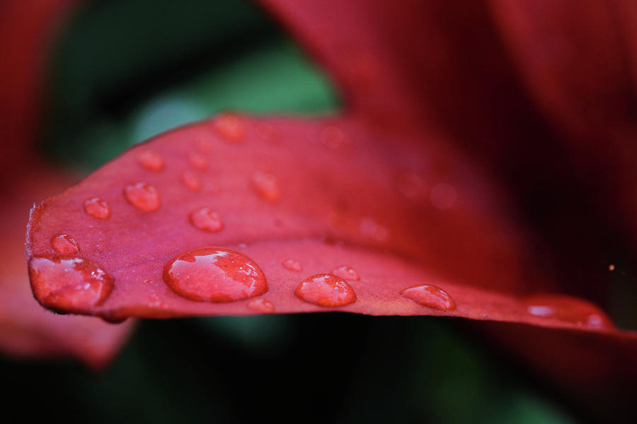 Flower Photograph - Water Drops I by Rick Berk