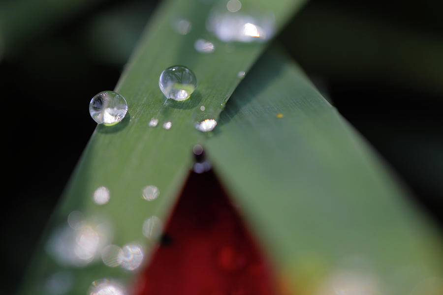 Flower Photograph - Water Drops II by Rick Berk