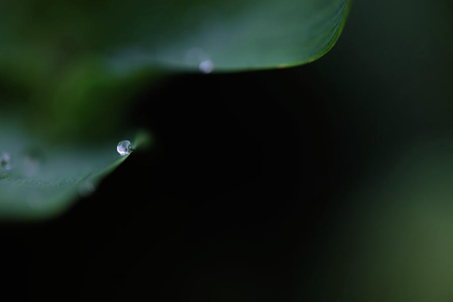 Flower Photograph - Water Drops III by Rick Berk