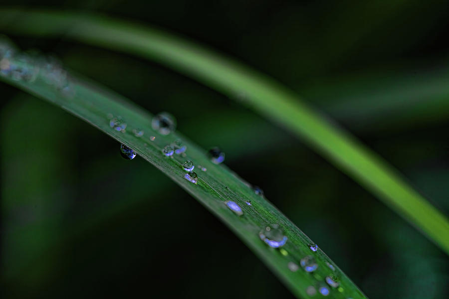 Flower Photograph - Water Drops IV by Rick Berk