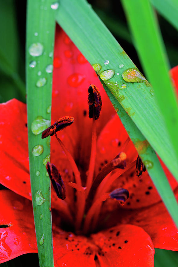 Flower Photograph - Water Drops IX by Rick Berk