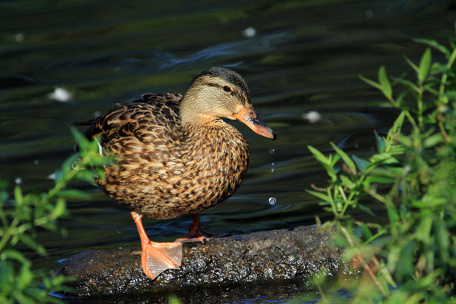 Duck Photograph - Water Drops by Karol Livote