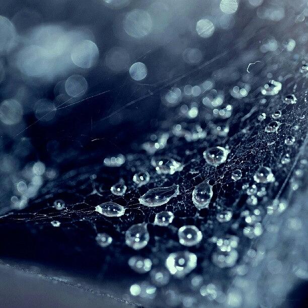 Nationalgeographic Photograph - Water Drops On A Spiders Web :) by Saul Jesse Beas