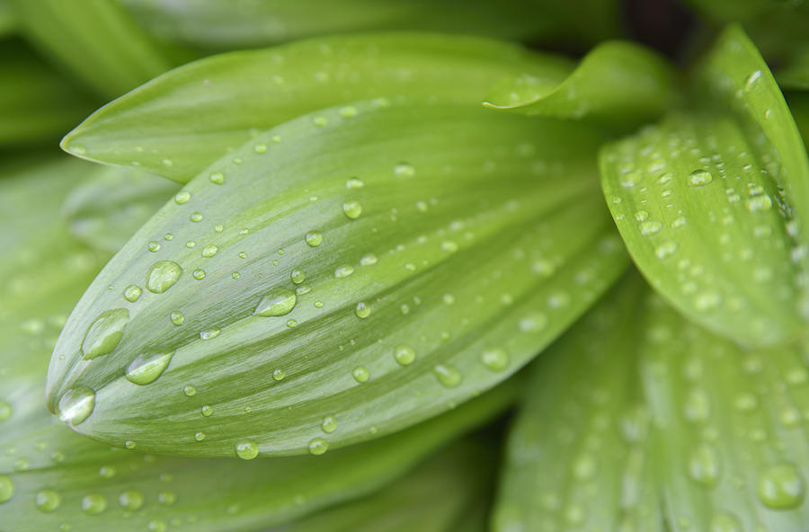 Water drops on green leaf Photograph by Matthias Hauser