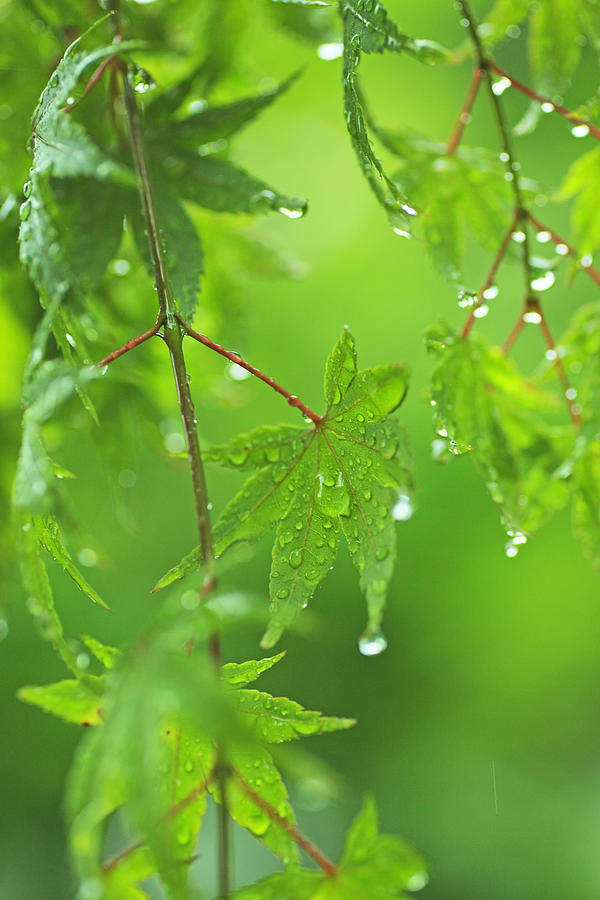 Water Drops On Green Leaves By Imagewerks