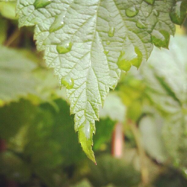Water Photograph - Water Drops. #raspberryleaf #waterdrops by Orange Fox