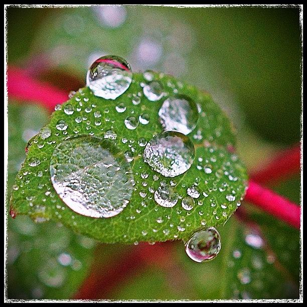 Nature Photograph - Water Drops Reflecting And Magnifying by Polly Rhodes