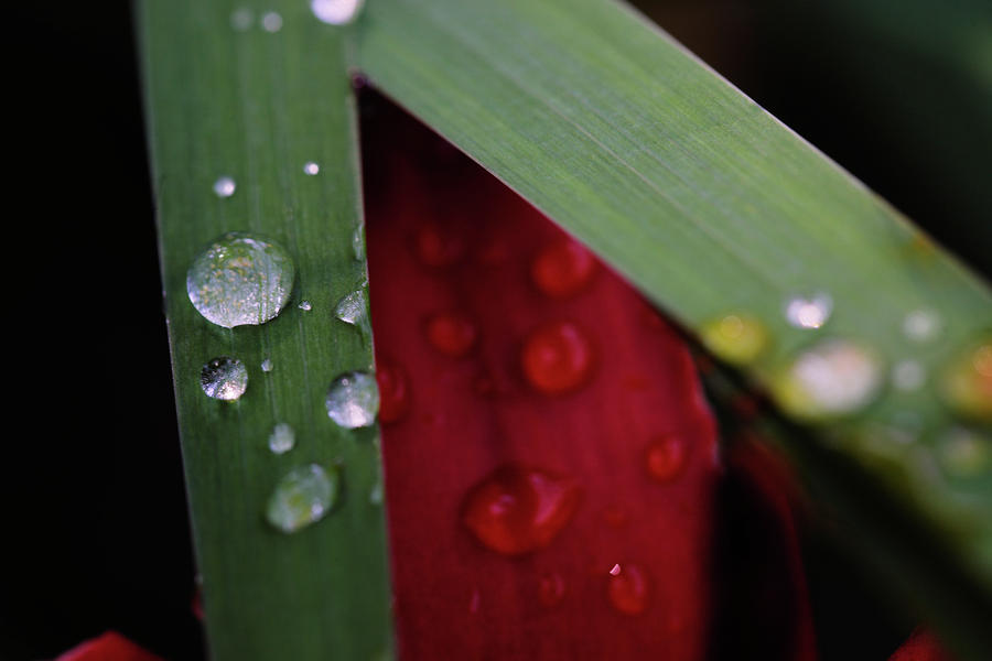 Flower Photograph - Water Drops V by Rick Berk