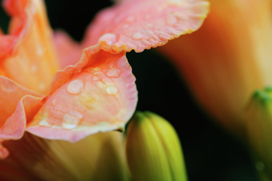 Flower Photograph - Water Drops VI by Rick Berk
