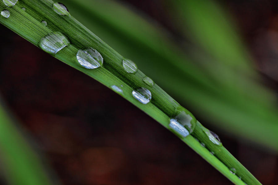 Flower Photograph - Water Drops VII by Rick Berk