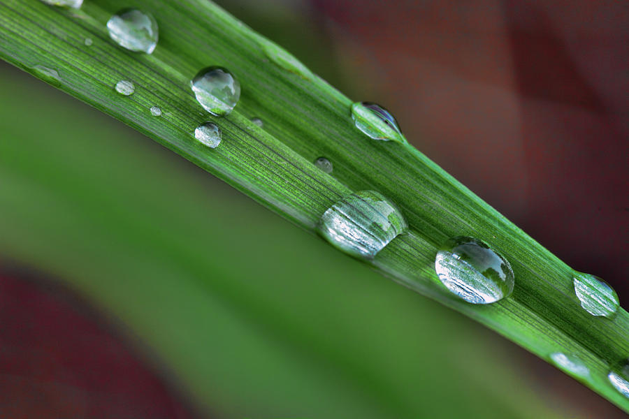 Flower Photograph - Water Drops VIII by Rick Berk