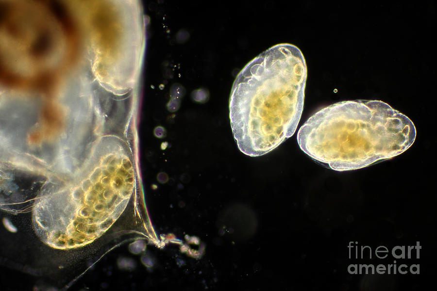 Water Flea Birth, Lm Photograph by Ted Kinsman