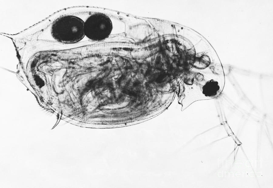 Water Flea Photograph by Eric V. Grave