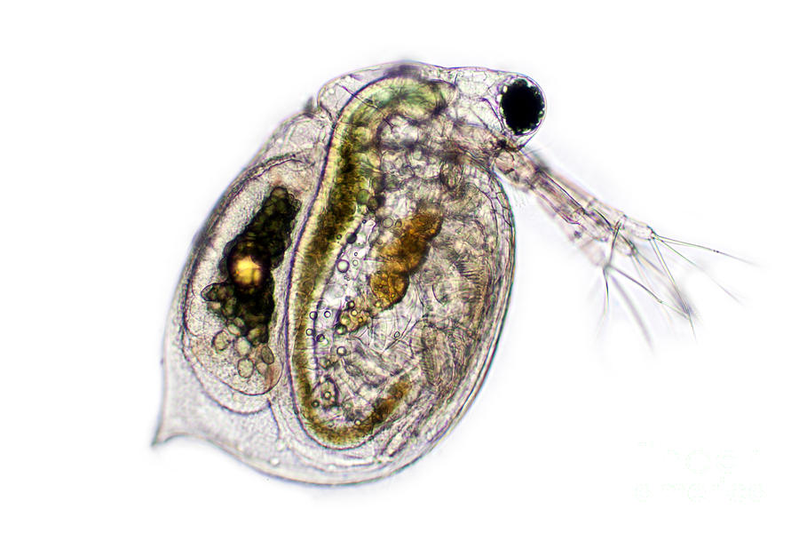 Water Flea, Lm Photograph by Ted Kinsman