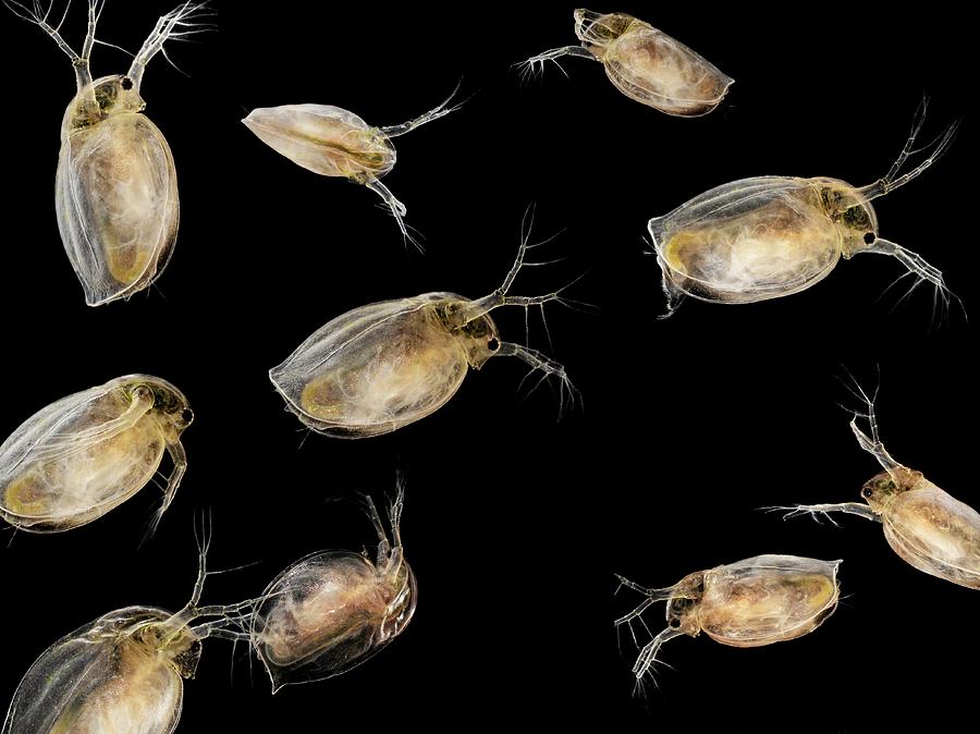 Water Fleas Photograph by Laguna Design