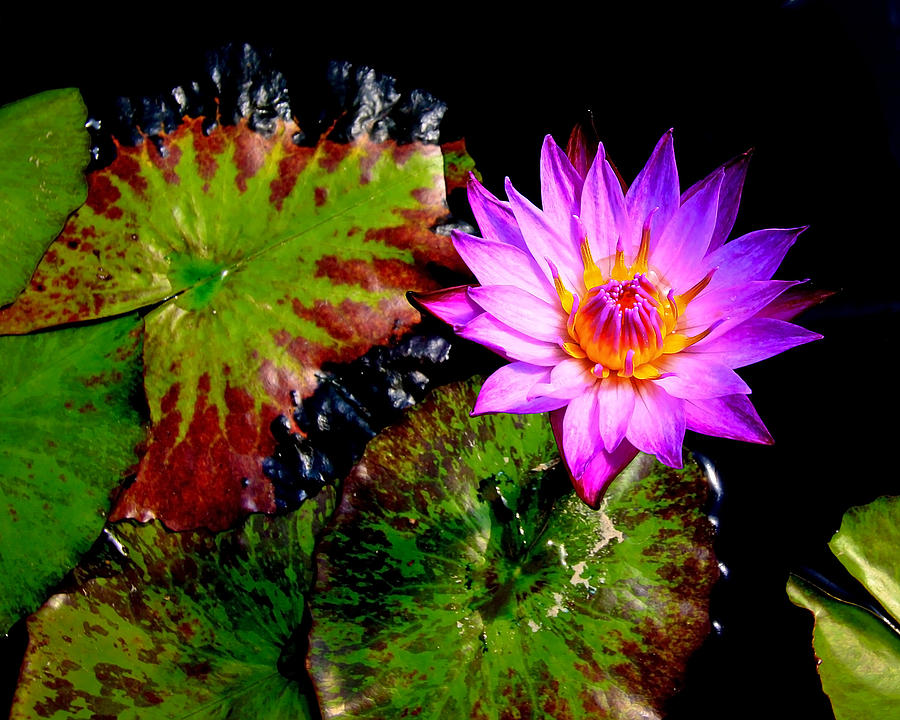 Water Flower and Lilly Pads Photograph by Steve McKinzie