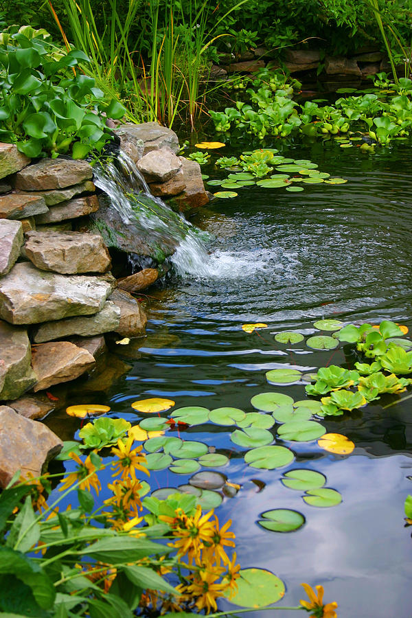 Water Garden Photograph by Cindy Haggerty