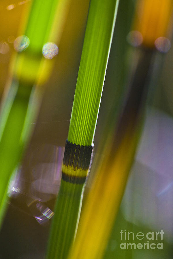 Water Horsetail Detail Photograph by Heiko Koehrer-Wagner