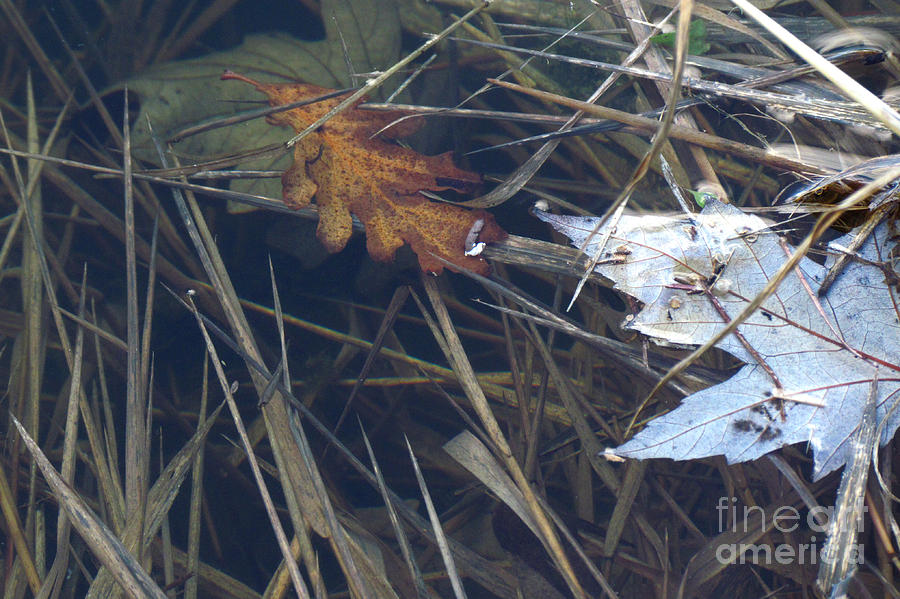 Water Leaves Photograph by Deborah Johnson