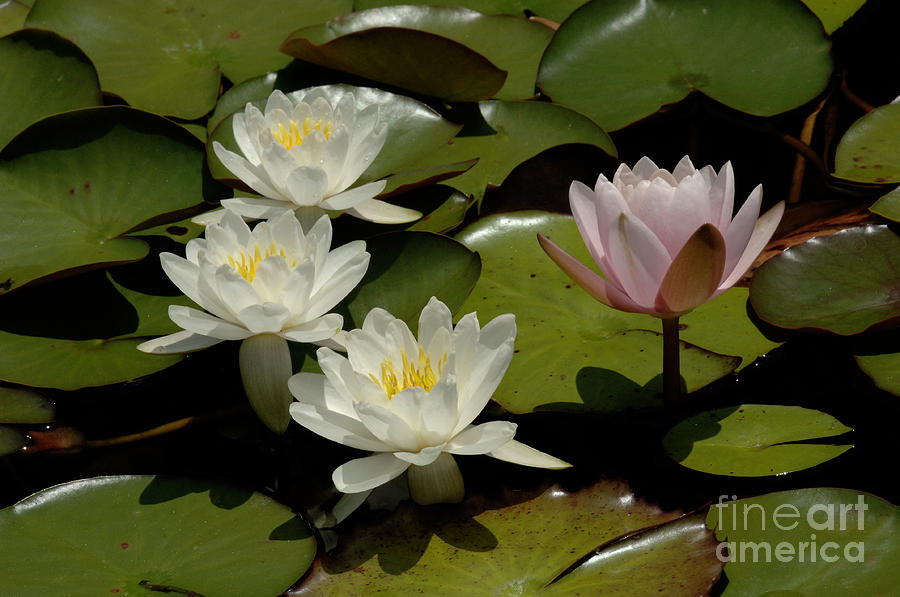 Water Lilies 2 Photograph by Bob Christopher