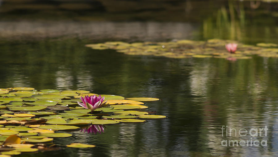 Water Lilies and Lily Pads Photograph by Pam  Holdsworth