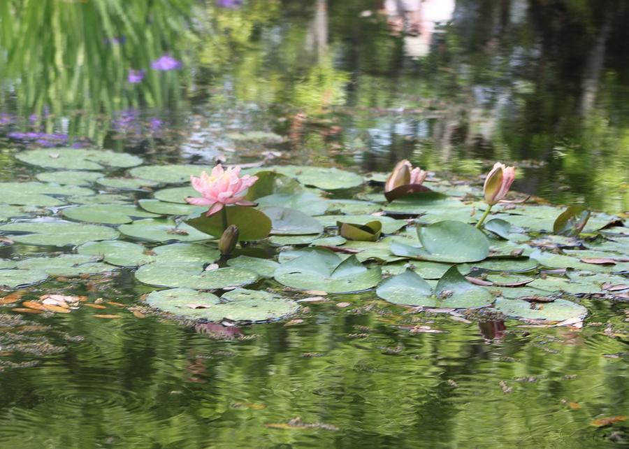 Water Lilies Brookgreen Gardens Photograph by Jeanne Juhos
