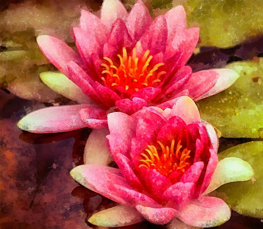 Water Lilies Photograph by Chris Thaxter
