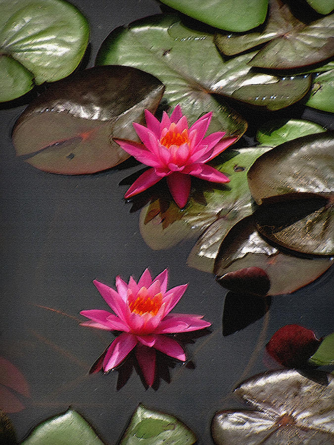 Water Lilies Photograph by Cindy Haggerty