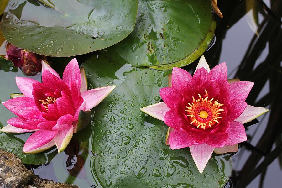 Water Lilies Photograph by David Grant
