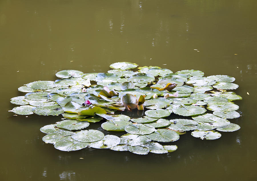 Water lilies Photograph by Gouzel -