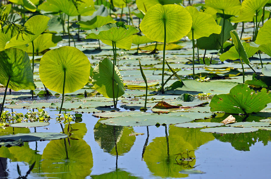 Water Lilies in Green Photograph by Teresa Blanton - Fine Art America