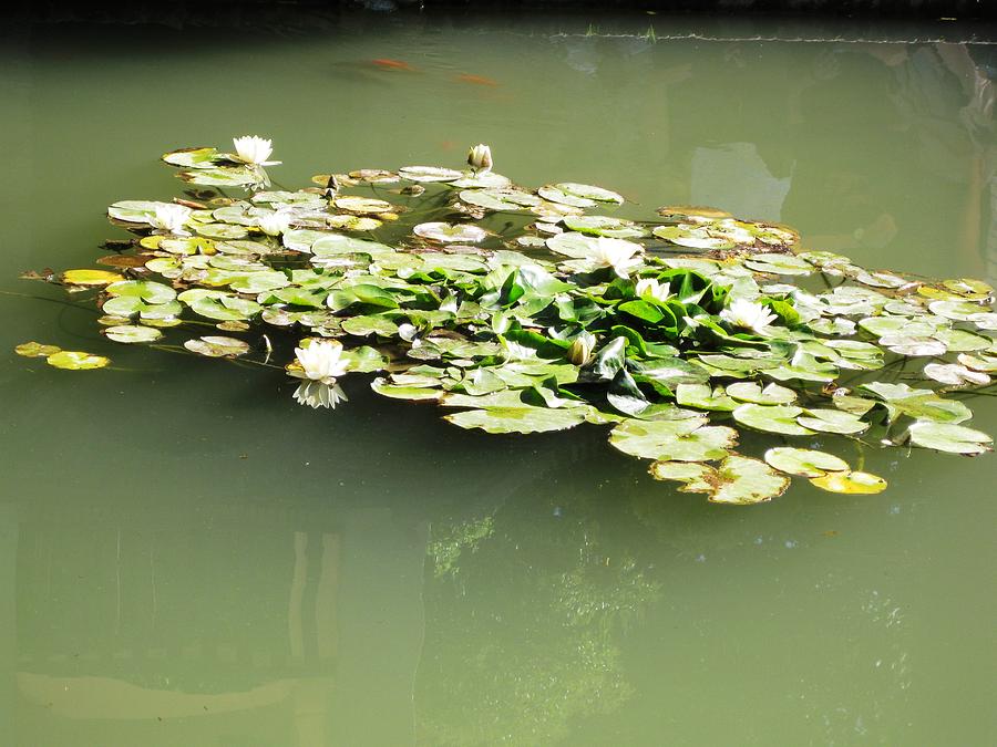 Water Lilies in Spanish Pond Granada Spain Photograph by John Shiron