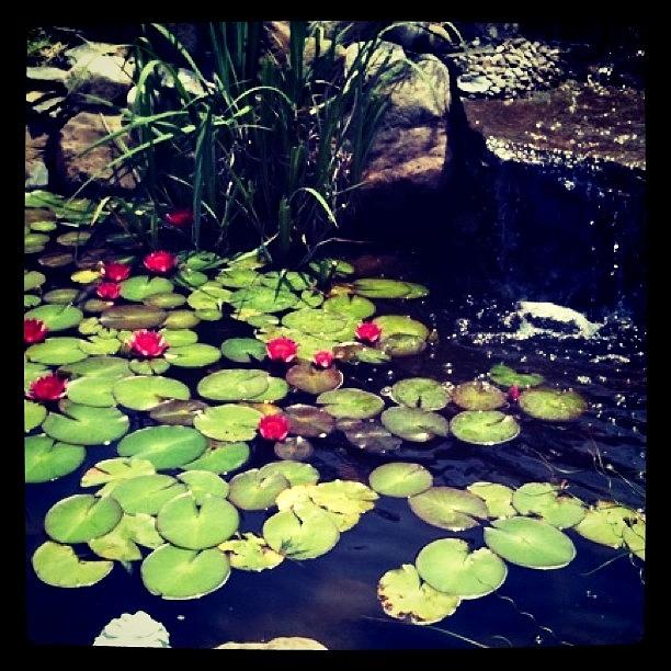 Water Lilies In The Back Yard Photograph by Renee Ellis