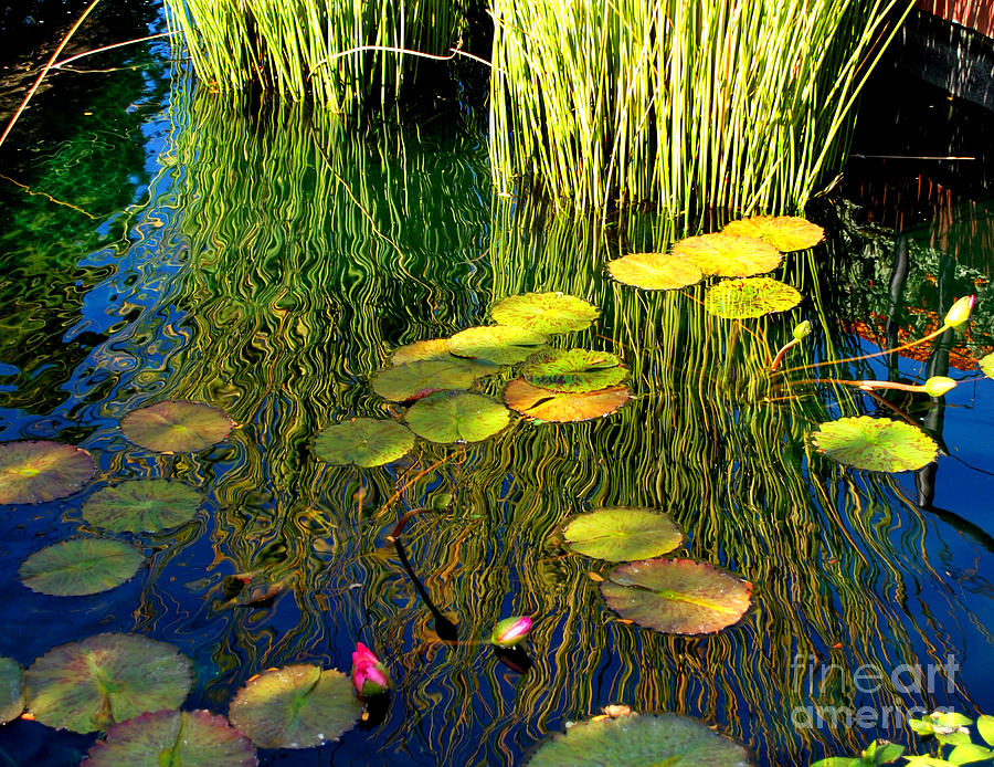 Nature Photograph - Water Lilies Reflection 2 by Nancy Mueller