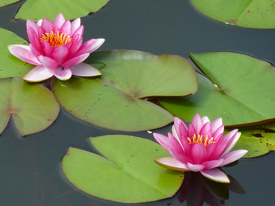 Water Lillies Photograph by Tim Nyberg