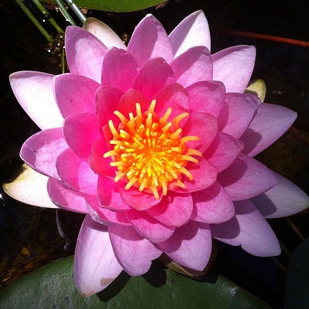 Nature Photograph - Water Lilly From Koi Pond Bloom by Jay Homburger