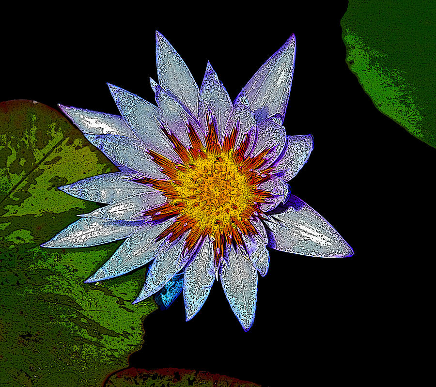 Water Lilly Paint Photograph by Steve McKinzie