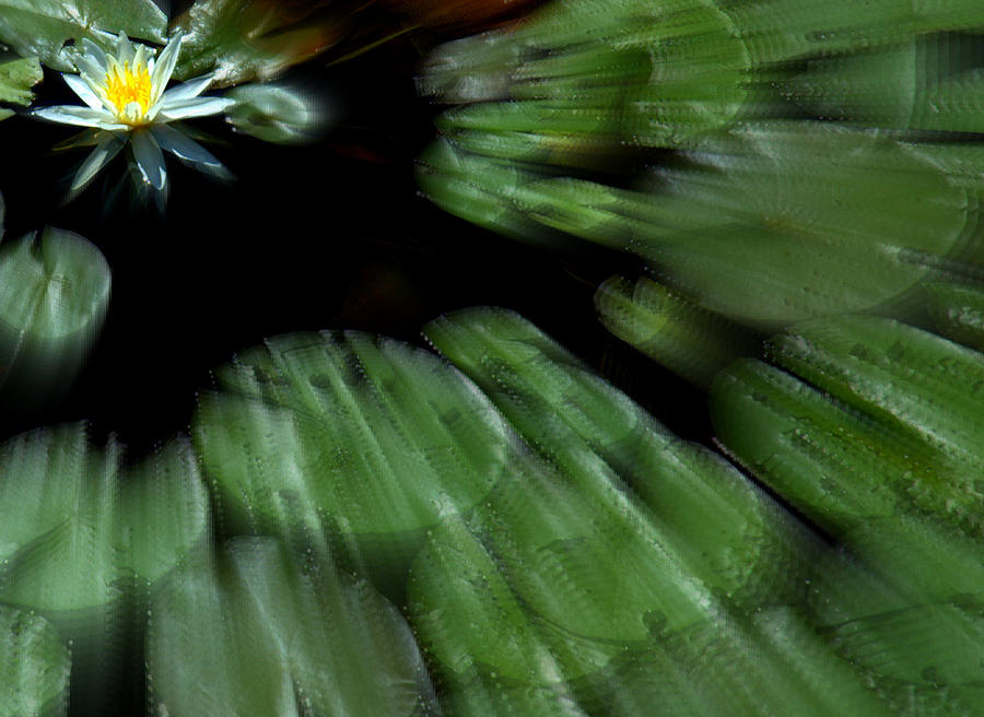 Water Lilly Warp Photograph by Bruce Carpenter