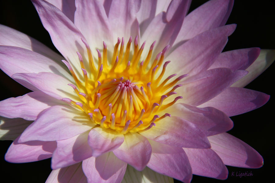 Flowers Still Life Photograph - Water Lily - Hello Sunshine by Kerri Ligatich