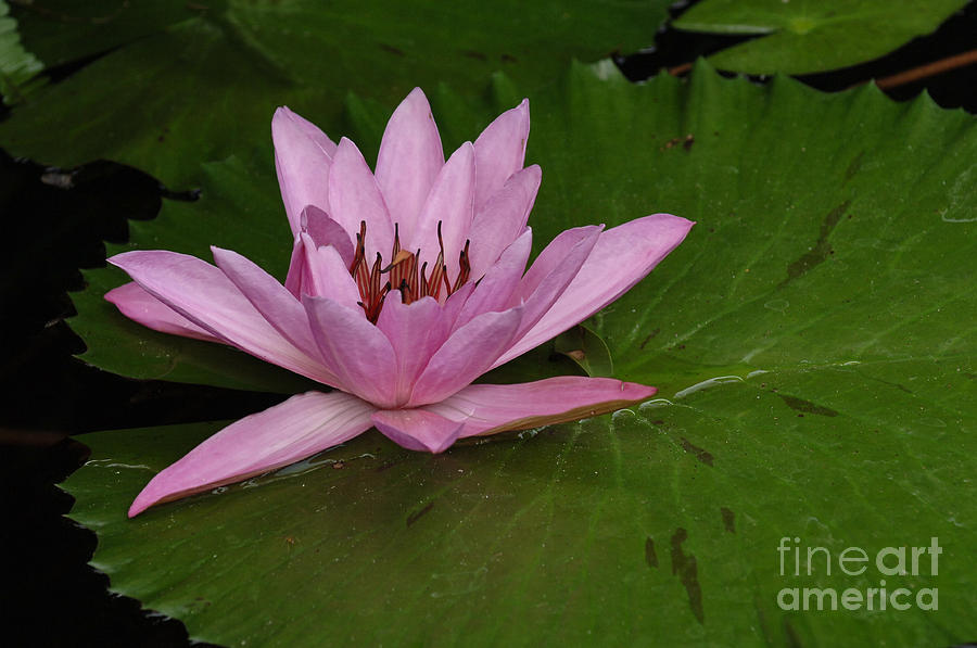 Water Lily 1 Photograph by Bob Christopher