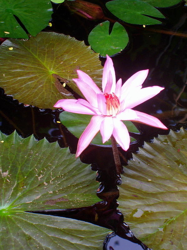 Water Lily 1  Photograph by Linda Larson
