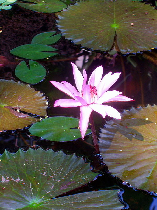 Water Lily 3 Photograph by Linda Larson
