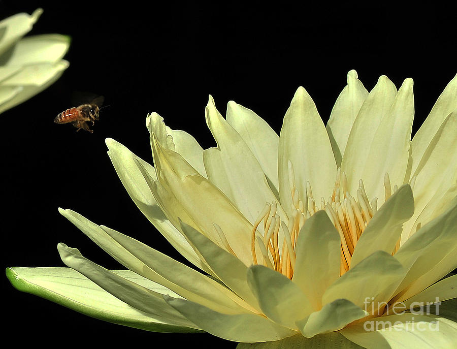 Flower Photograph - water lily 3 Yellow Water Lily with Bee by Terri Winkler