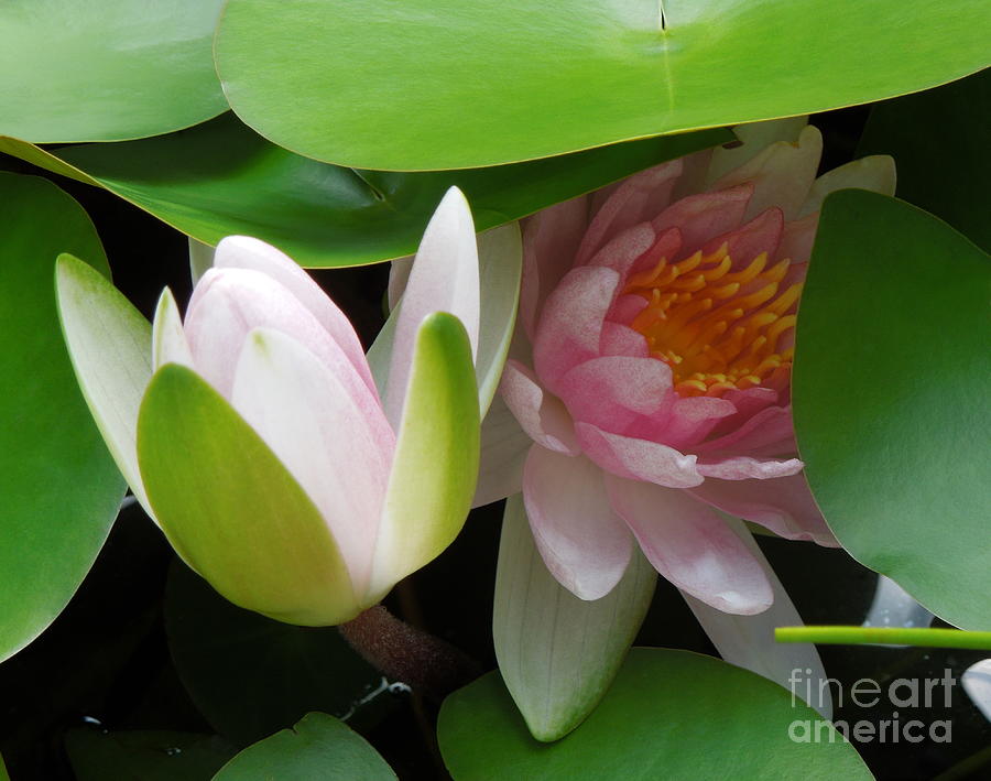 Water Lily and Bud Photograph by Renee Trenholm